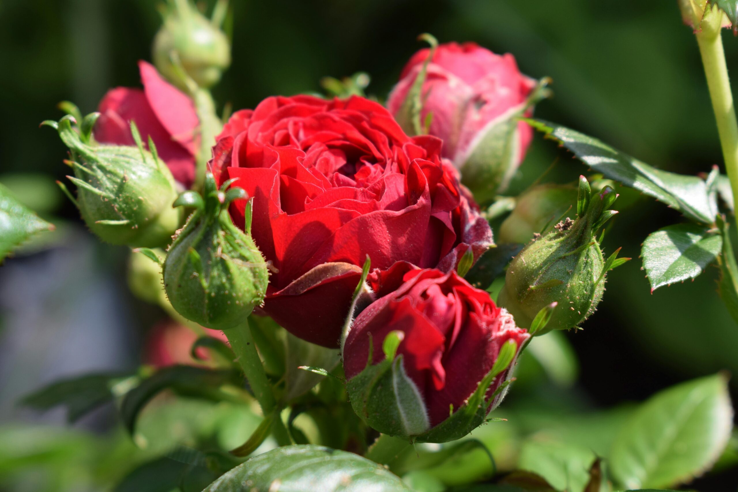 Rote Rosen Vorschau